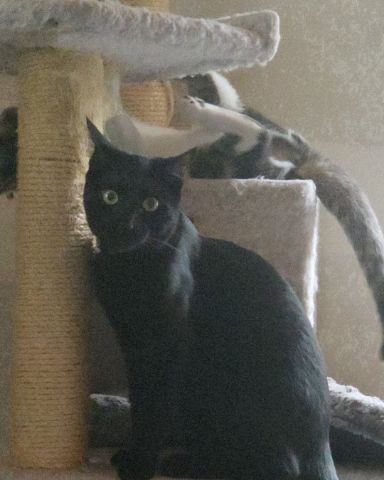 Cute DSH named Radium