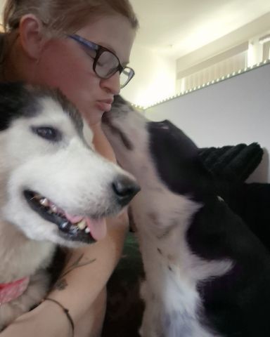 Cute border collie/lab named stevie