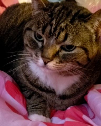 Cute Tabby named Mim