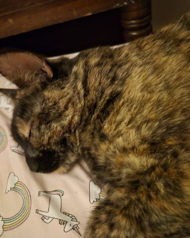 Cute cat named Celestine