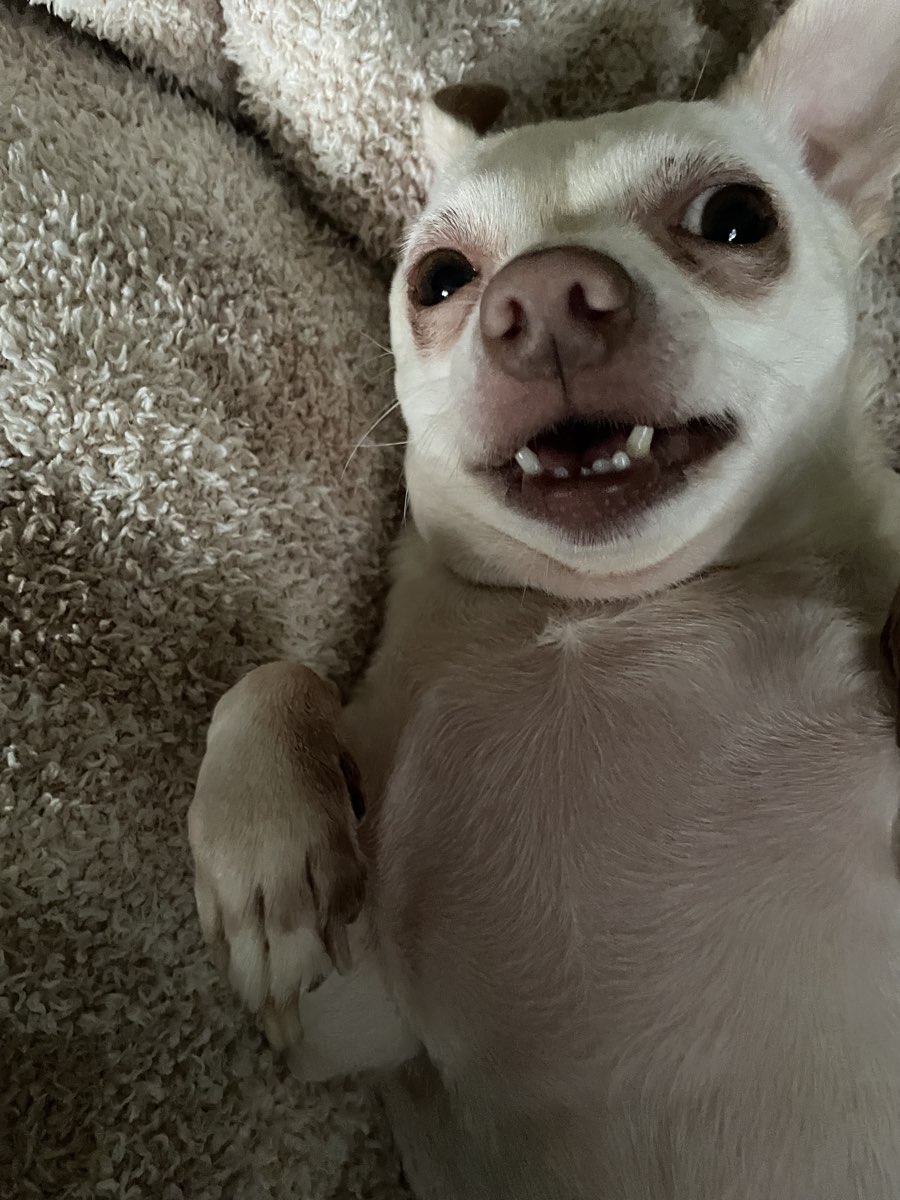Cute Chihuahua named Happy Feet