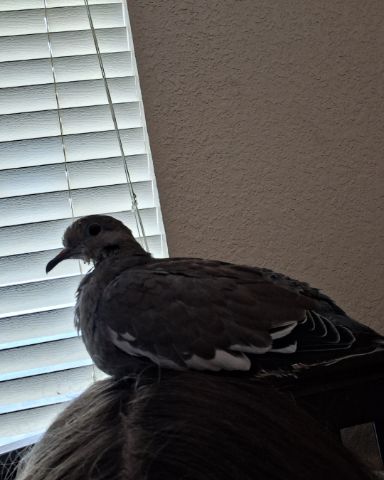 Cute white tipped dove named Derek