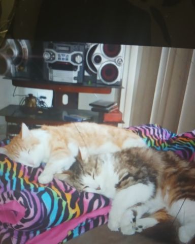 Cute cat named cheeto and frito