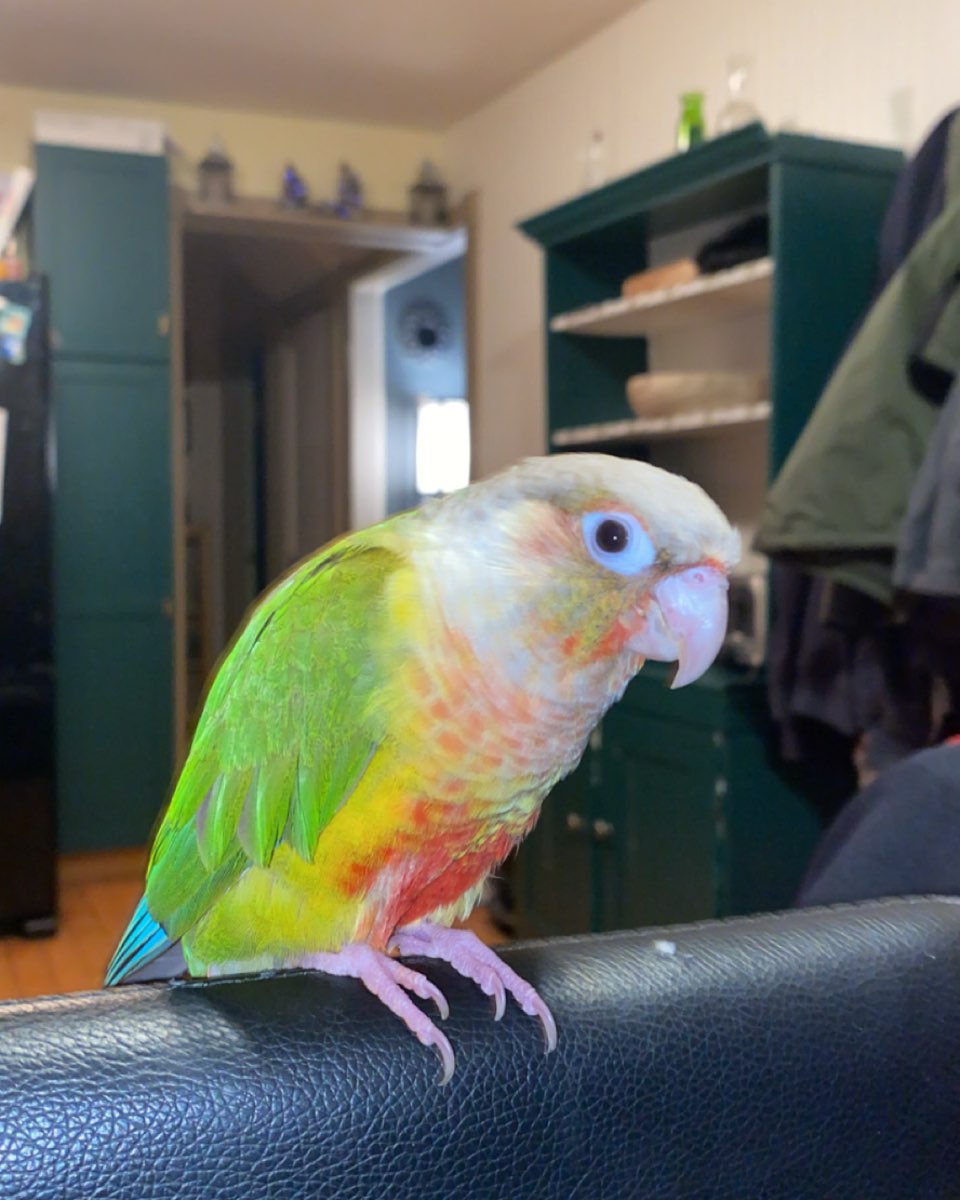 Cute Green Cheek Conure named Pineapple