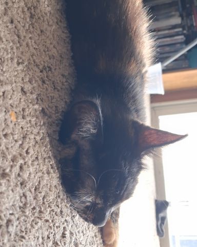 Cute cat named Faye