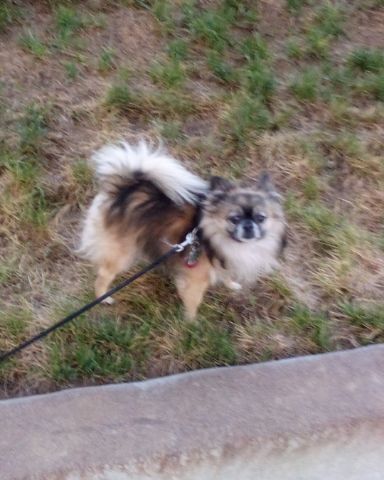 Cute Long Haired Chihuahua named Rocko