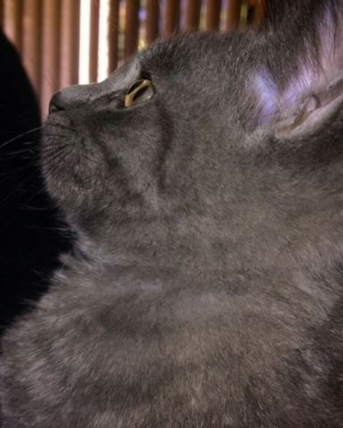 Cute cat named Marshall Geoffrey