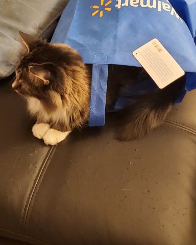 Cute cat named Jordan