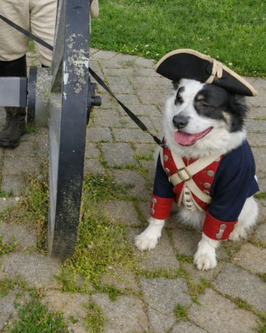 Cute Border Collie Shepherd Mix named Grayson