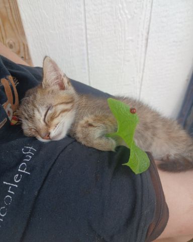 Cute tabby named willow