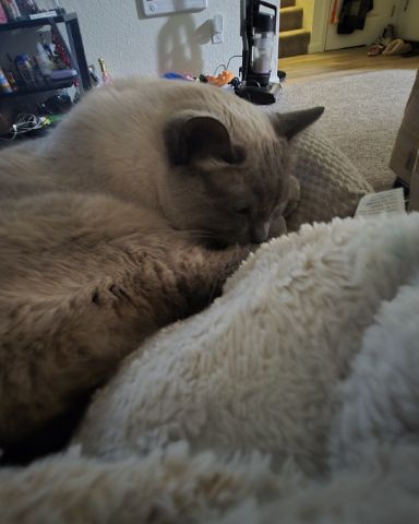 Cute Siamese named luna