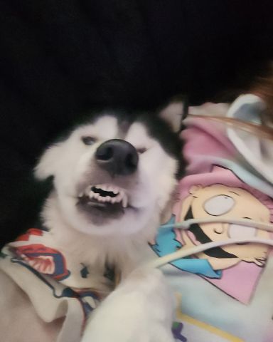 Cute Husky/wolf named Tasha