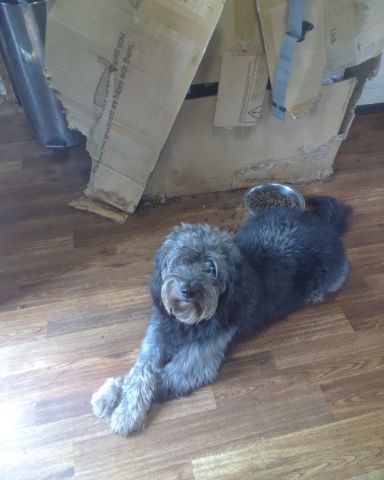 Cute aussiedoodle named Captain