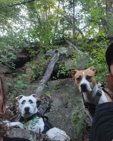 Cute pittys named pup&kaos