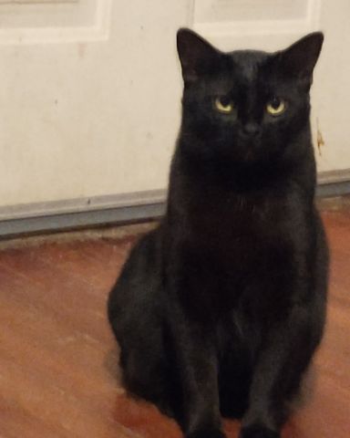 Cute cat named Wednesday
