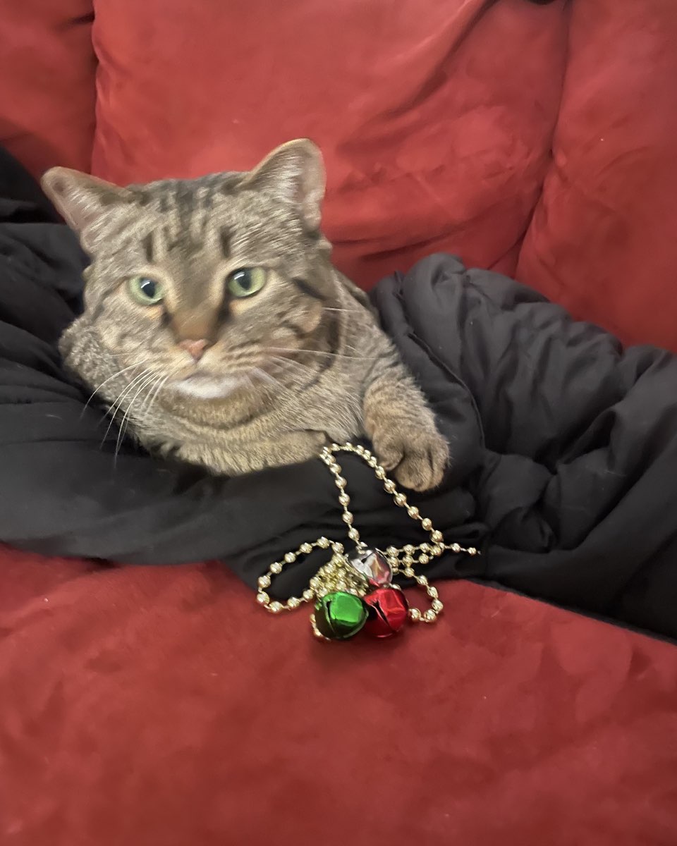 Cute cat named ReyRey