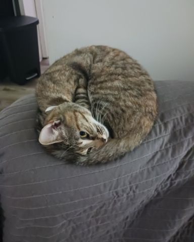 Cute cat named Pinstripe