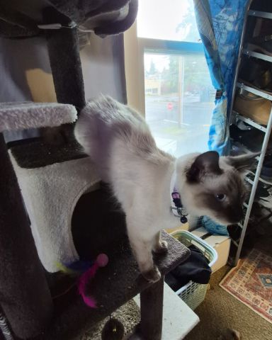 Cute siamese mix named molly