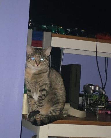 Cute tabby named Nugget