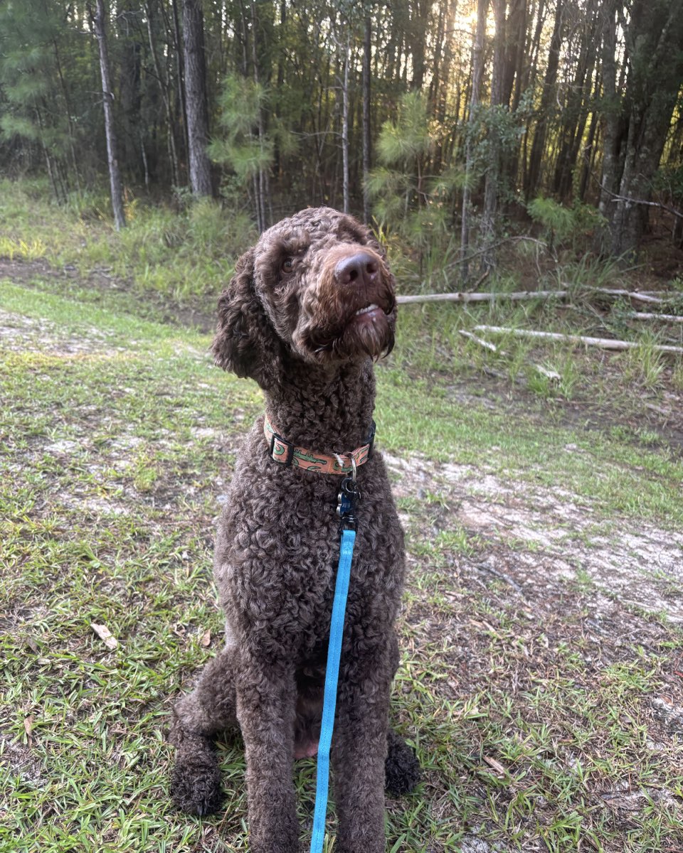 Cute Goldendoodle named Jasper