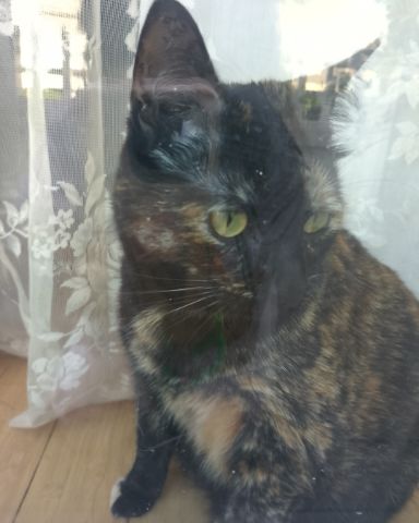 Cute American Shorthair named Candy (a.k.a. Angie)