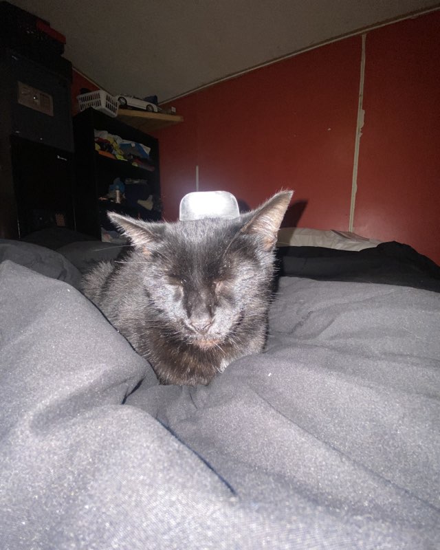 Cute Black Cat named Jade