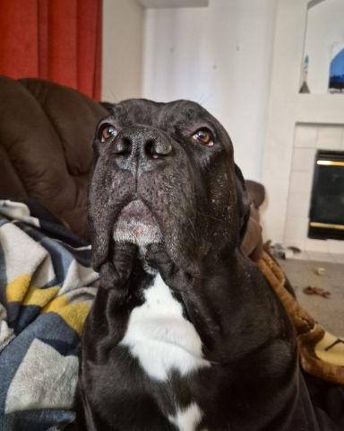 Cute Cane corso named Max💙🩵