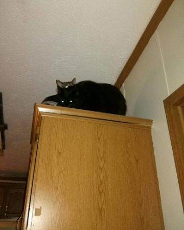 Cute Unsure named Sylvester