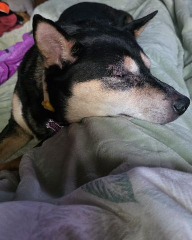 Cute Shiba/Heeler named Olive