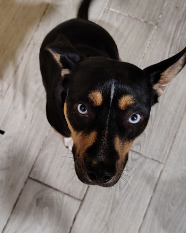 Cute dog named Gracie