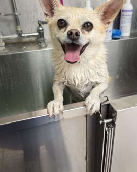 Cute Chihuahua/Pom named Oscar