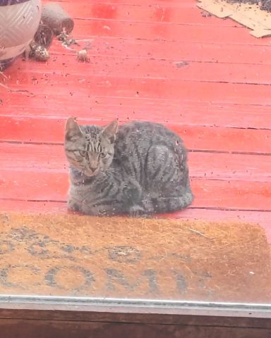 Cute domestic short hair named Zeus