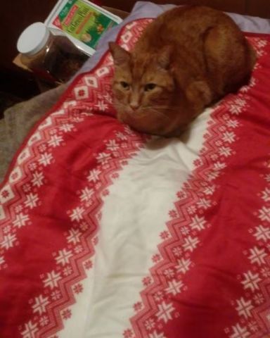 Cute tabby named Tiger