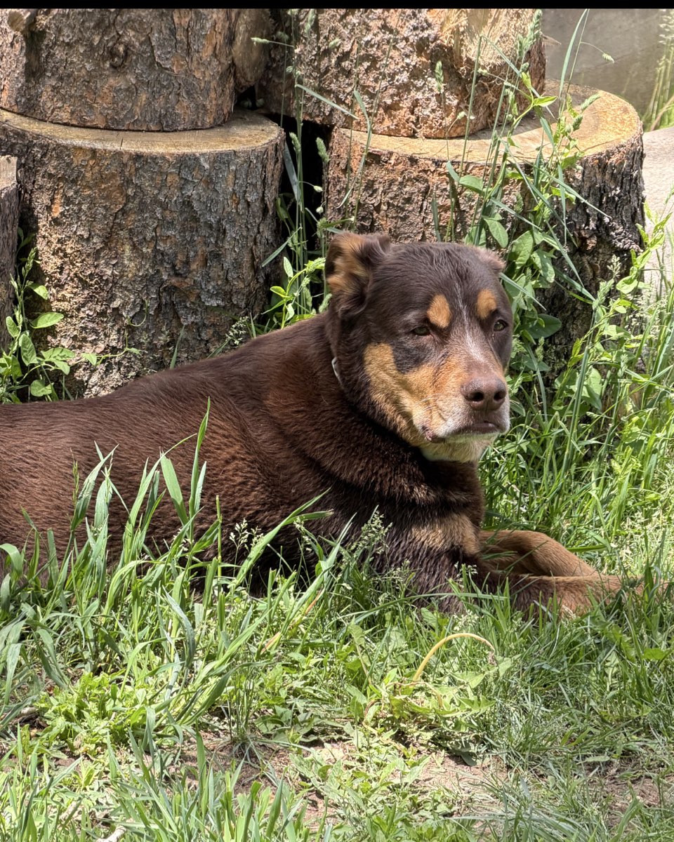 Cute dog named Hazel