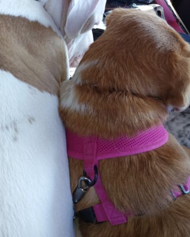 Cute beagle Pomeranian and chihuahua named Lucy