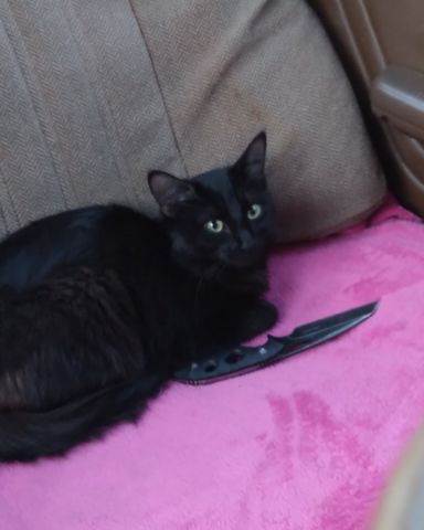 Cleopatra, #19 on today's leaderboard