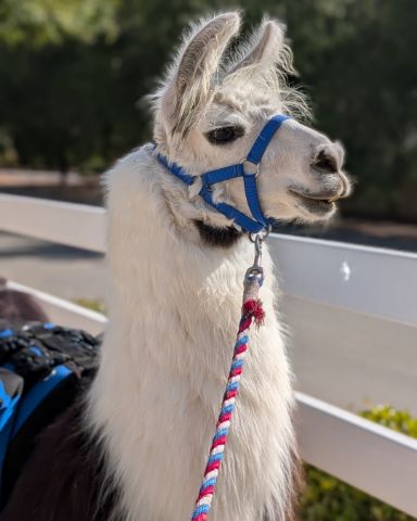 Cute Llama named Stanley
