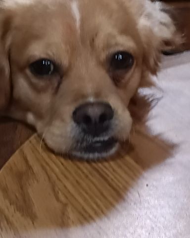 Cute PugZu named Yuri