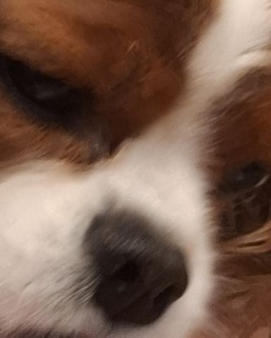Cute Cavalier King Charles Spaniel named Arya