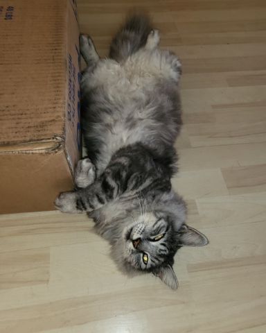 Cute cat named Yeti Freddie