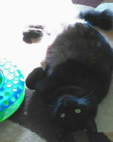 Cute Unsure named Sylvester