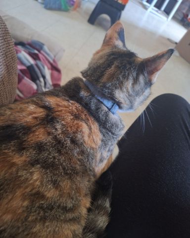 Cute calico named Tiana