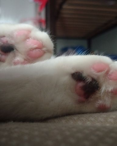 Cute cow cat named jet