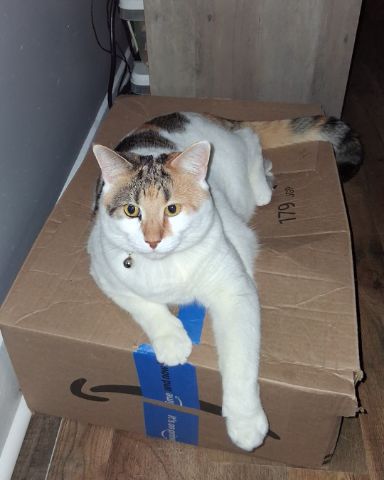 Cute Calico maincoon named Callie
