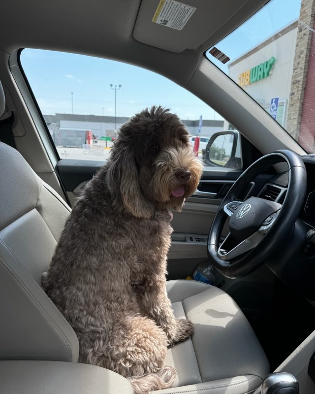 Cute dog named Poppy