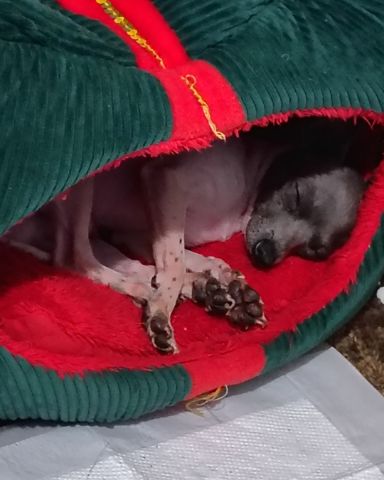 Cute chiweenie puppy named Charlie
