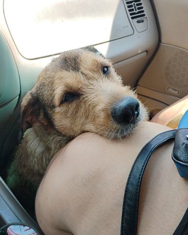 Cute mutt named teddy bear