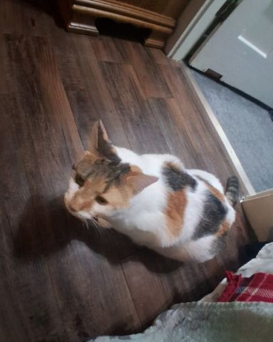 Cute Calico maincoon named Callie