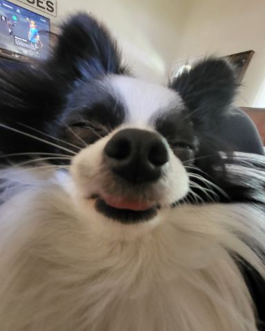 Cute dog named Danny