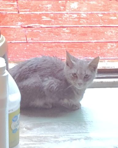 Cute domestic short-haired named peanut
